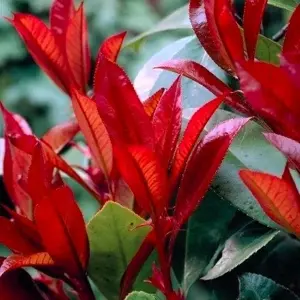 Photinia 'Little Red Robin'
